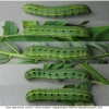 colias alfacariensis larva5 volg2
